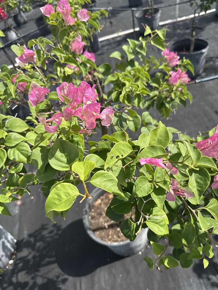 bougainvillea-imperial-thai-delight