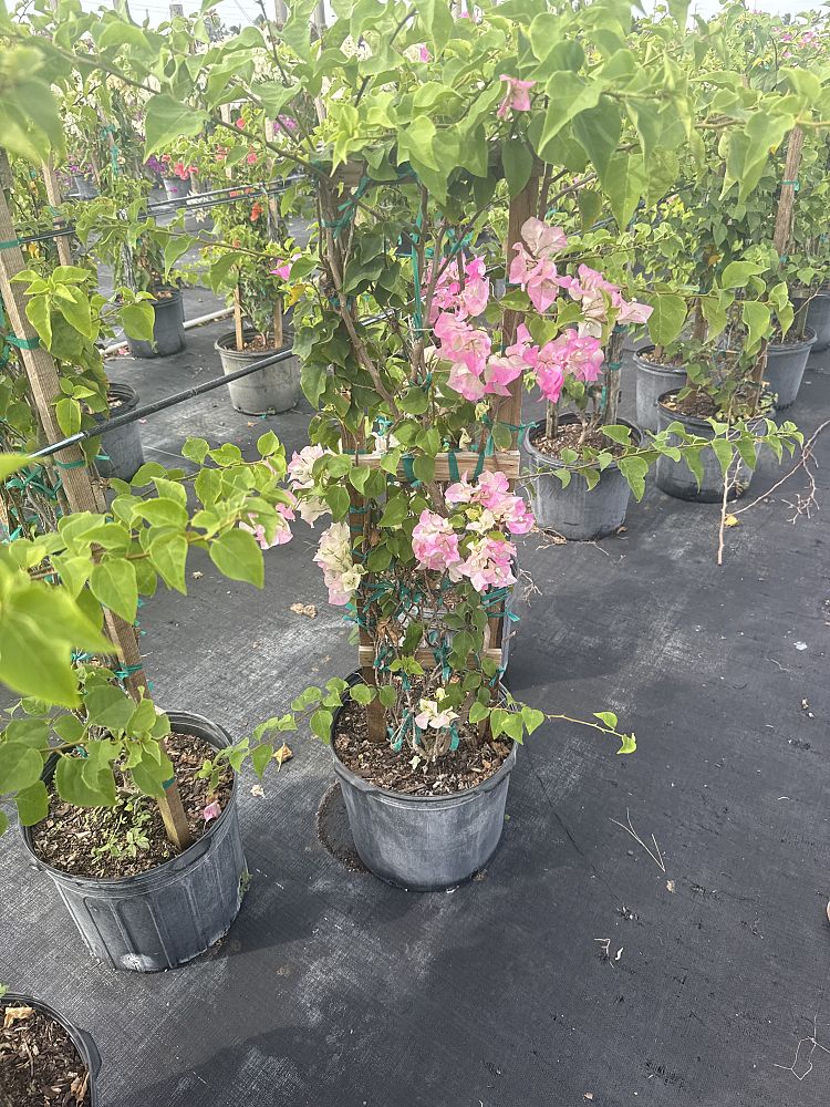 bougainvillea-imperial-thai-delight