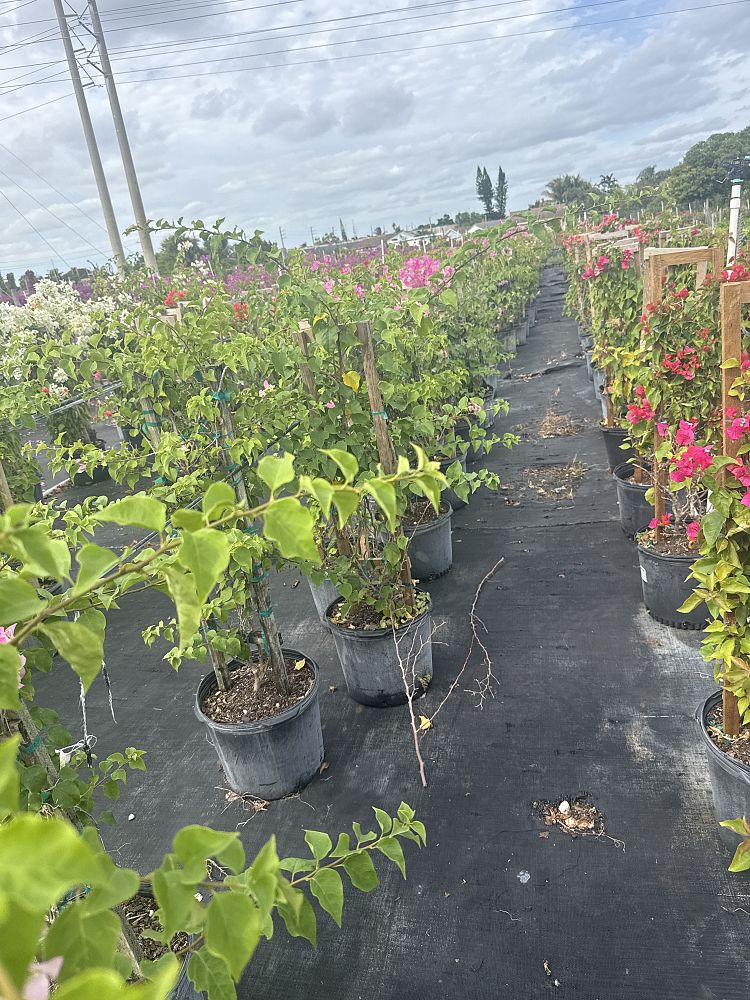bougainvillea-imperial-thai-delight