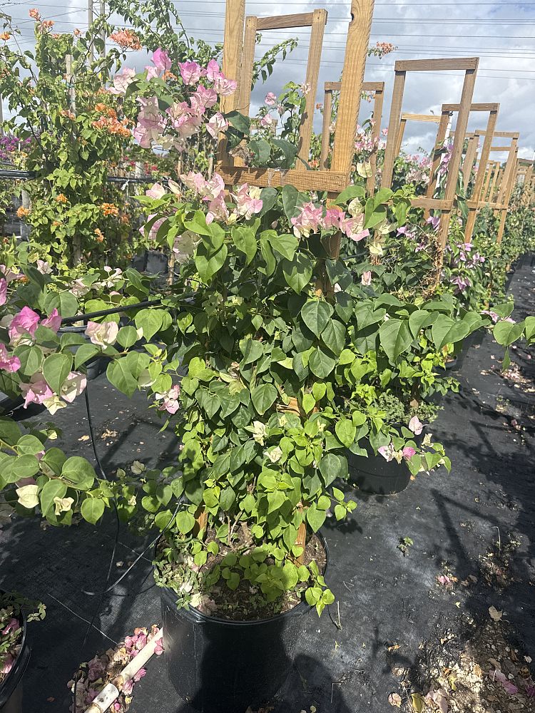 bougainvillea-imperial-thai-delight