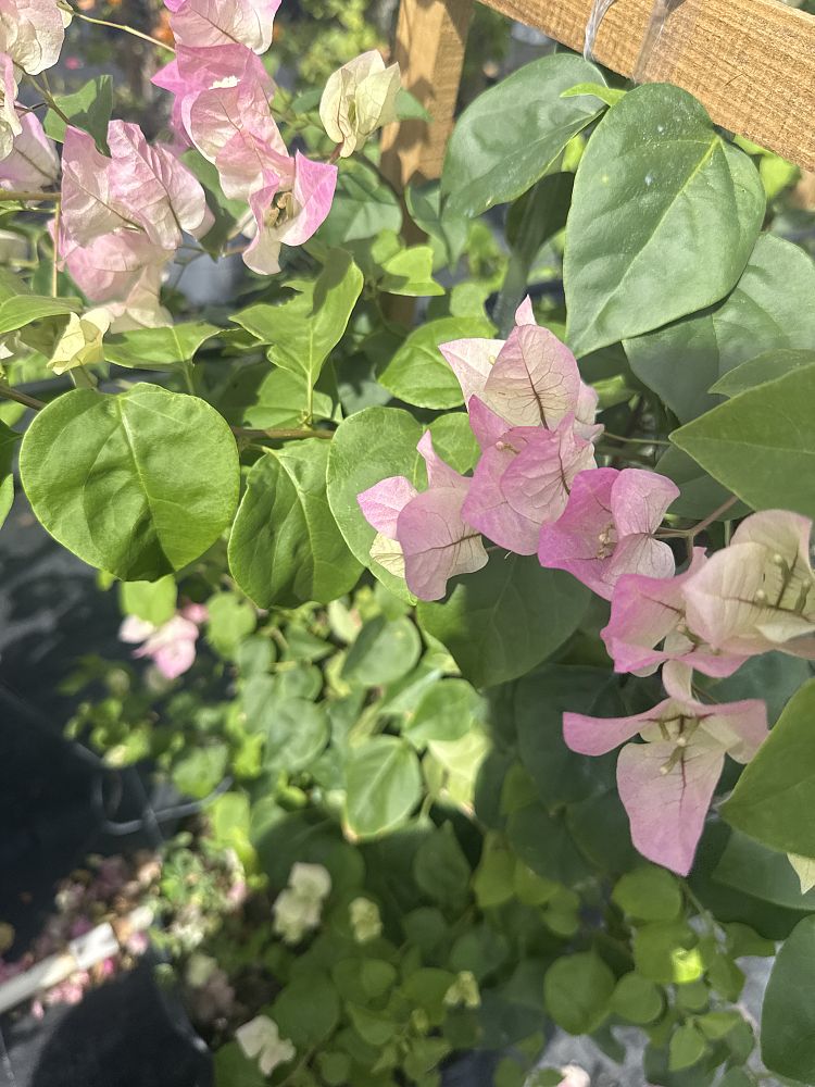 bougainvillea-imperial-thai-delight