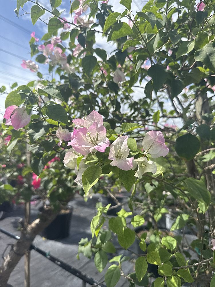 bougainvillea-imperial-thai-delight