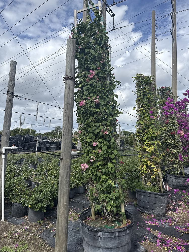 bougainvillea-imperial-thai-delight