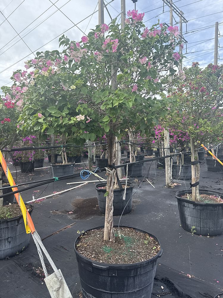 bougainvillea-imperial-thai-delight
