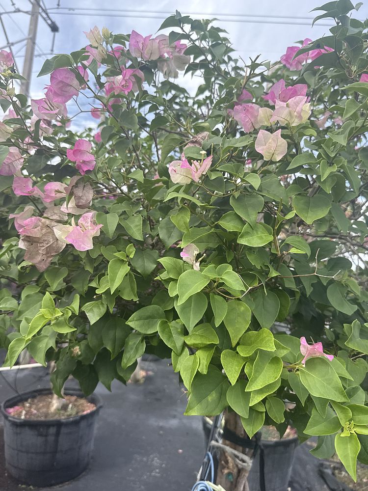 bougainvillea-imperial-thai-delight