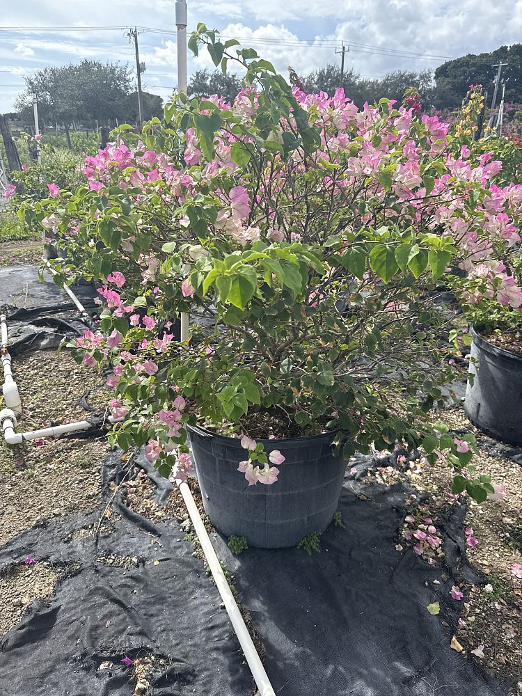 bougainvillea-imperial-thai-delight