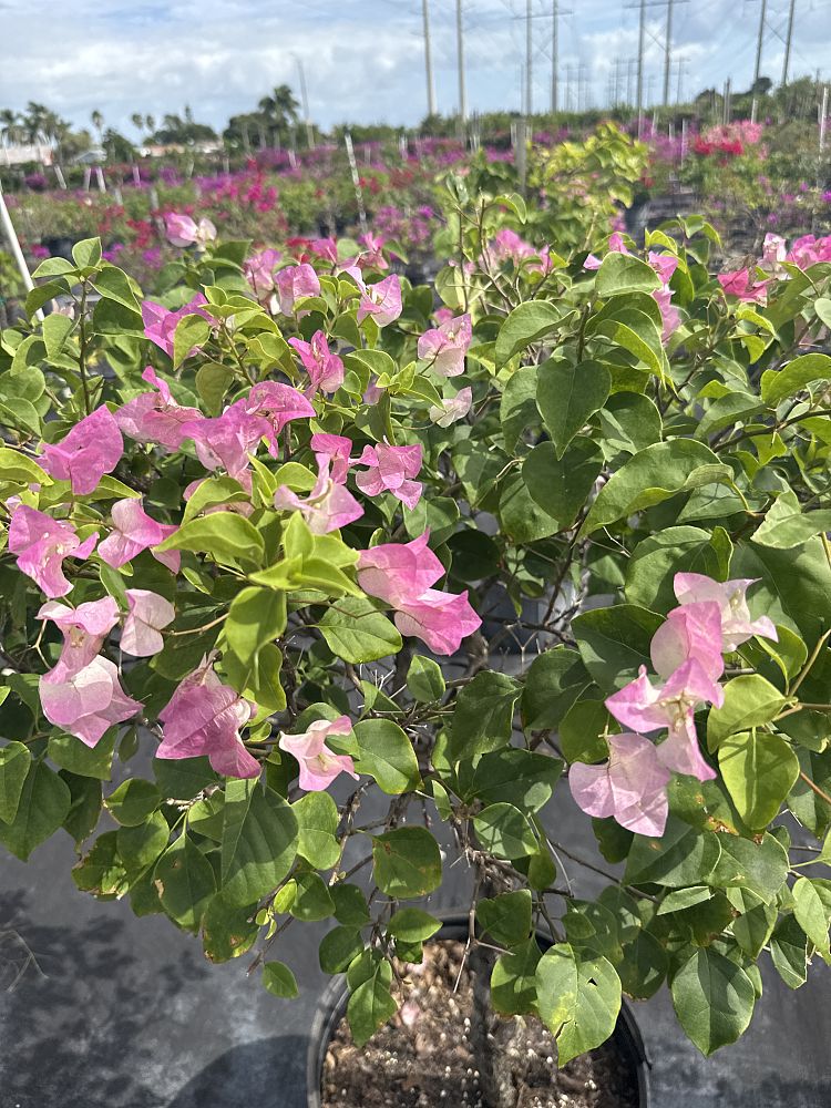 bougainvillea-imperial-thai-delight