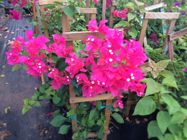 bougainvillea-james-walker