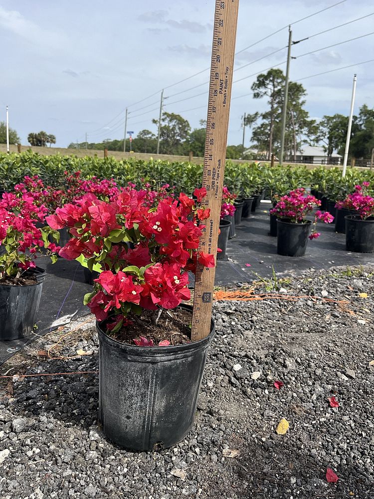 bougainvillea-james-walker