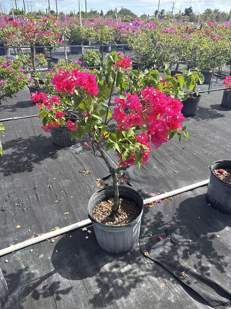 bougainvillea-james-walker