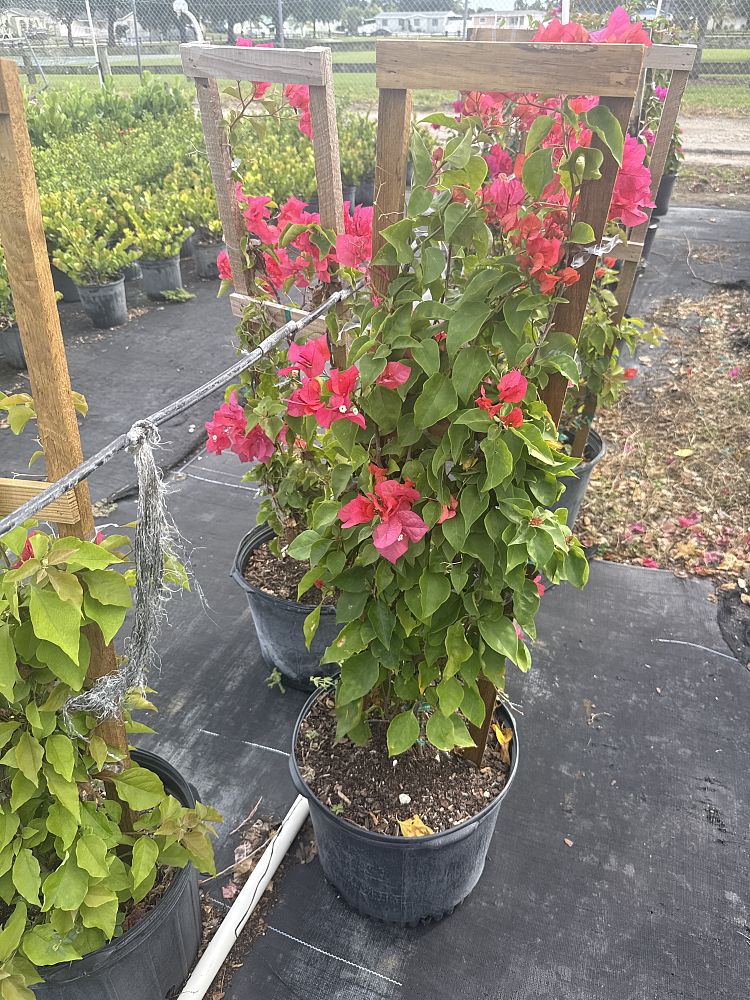 bougainvillea-james-walker