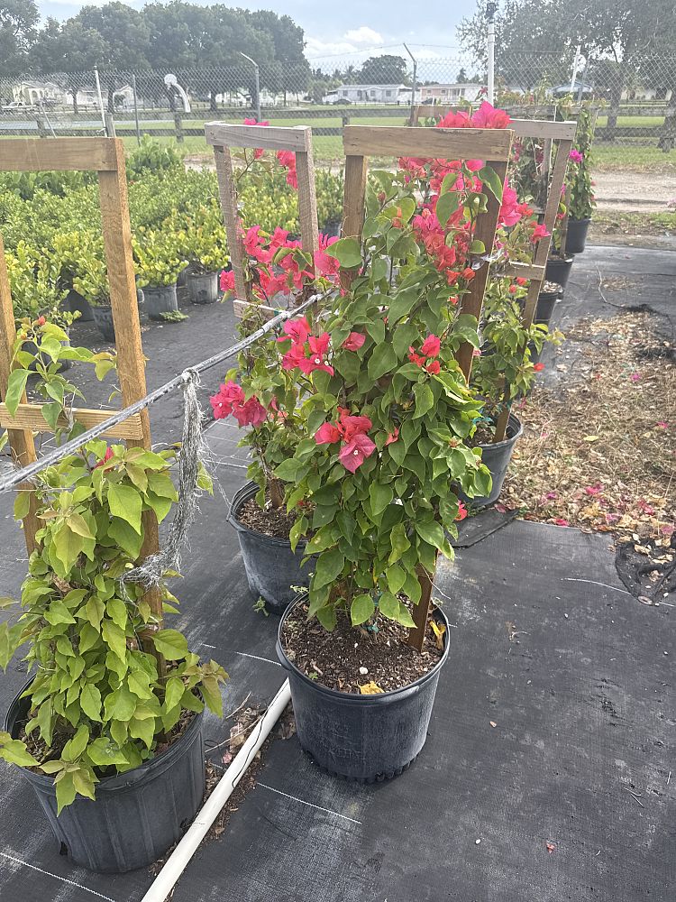 bougainvillea-james-walker