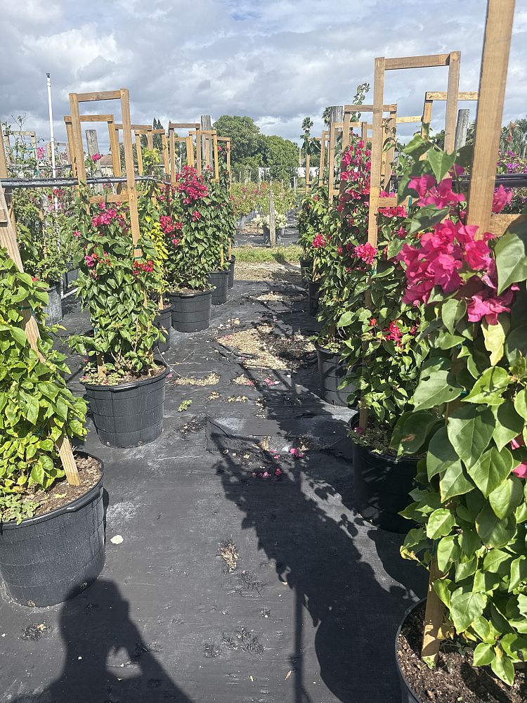 bougainvillea-james-walker