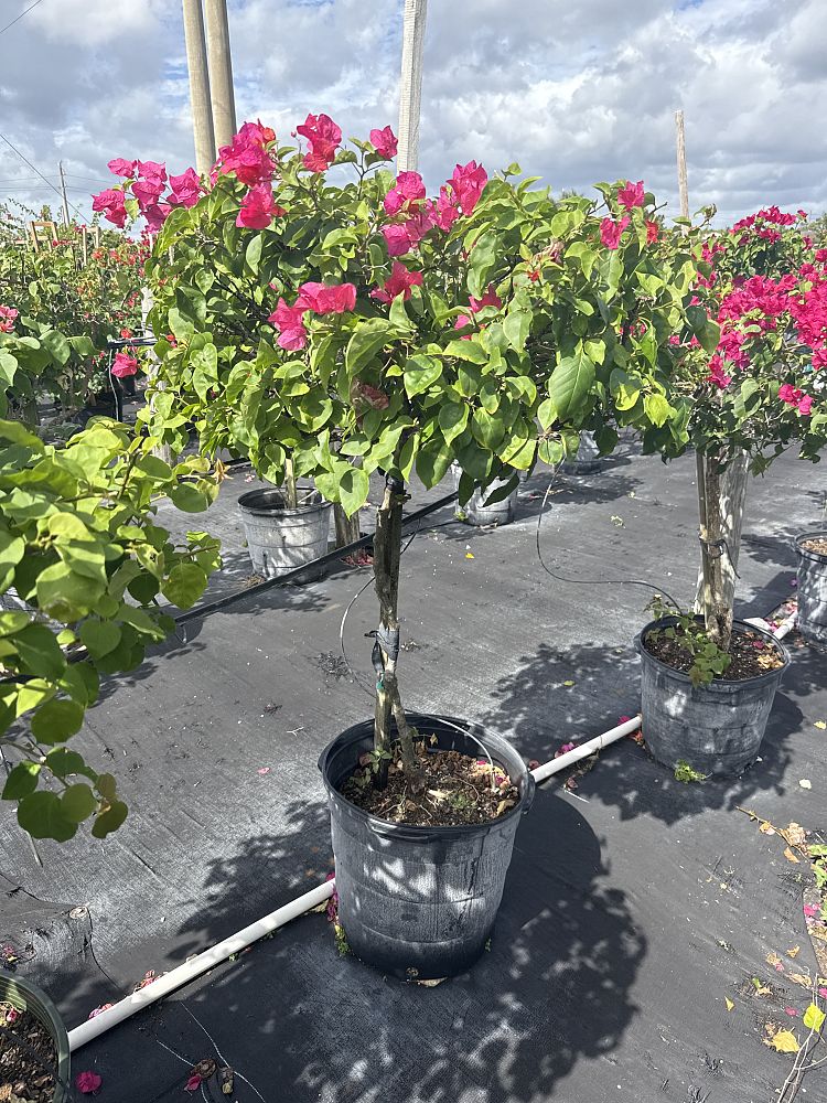 bougainvillea-james-walker