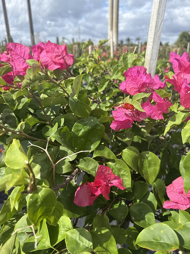 bougainvillea-james-walker