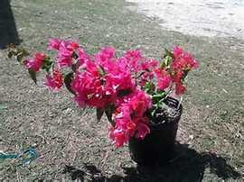 bougainvillea-la-jolla