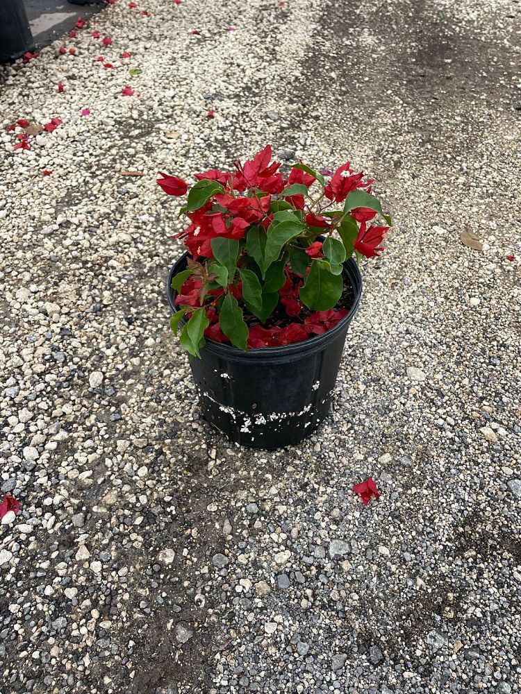 bougainvillea-liberty-flame