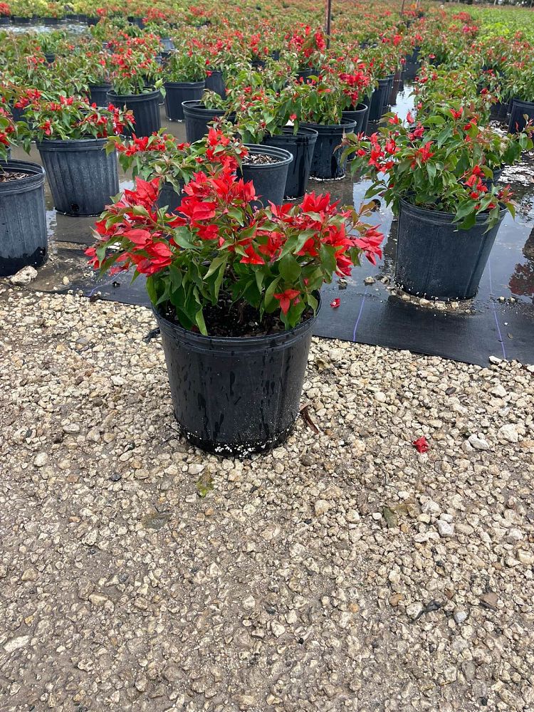 bougainvillea-liberty-flame