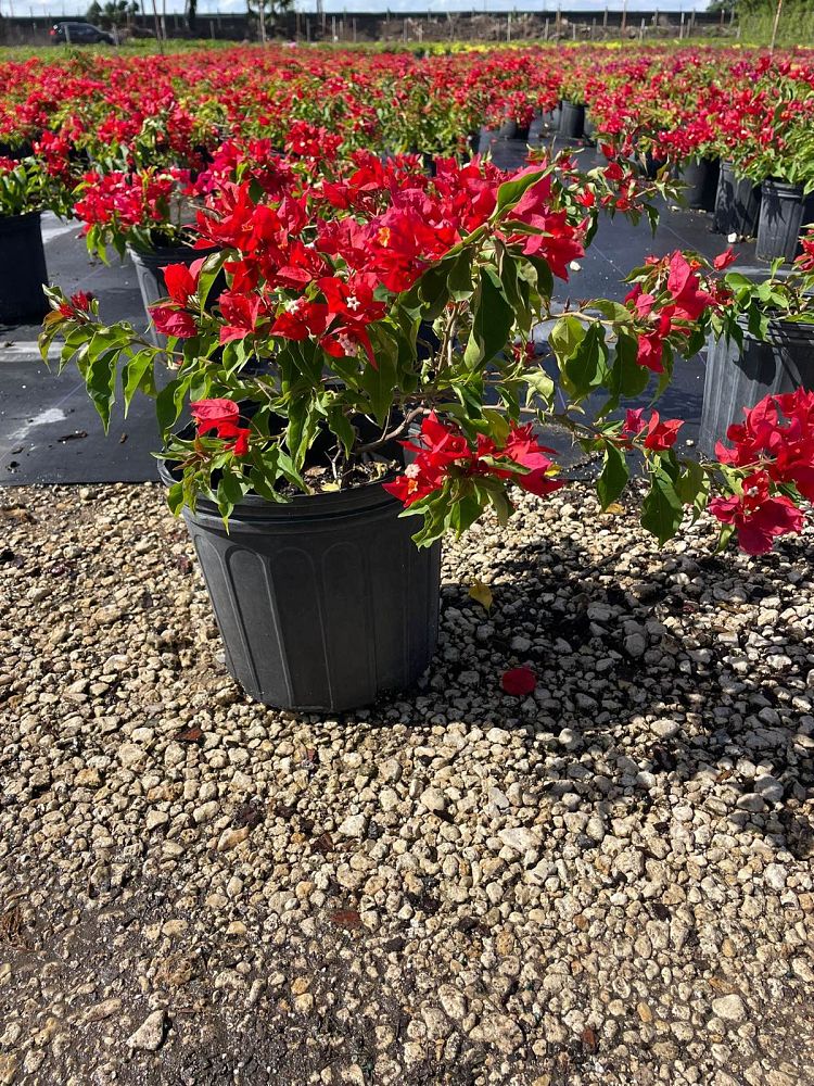 bougainvillea-liberty-flame