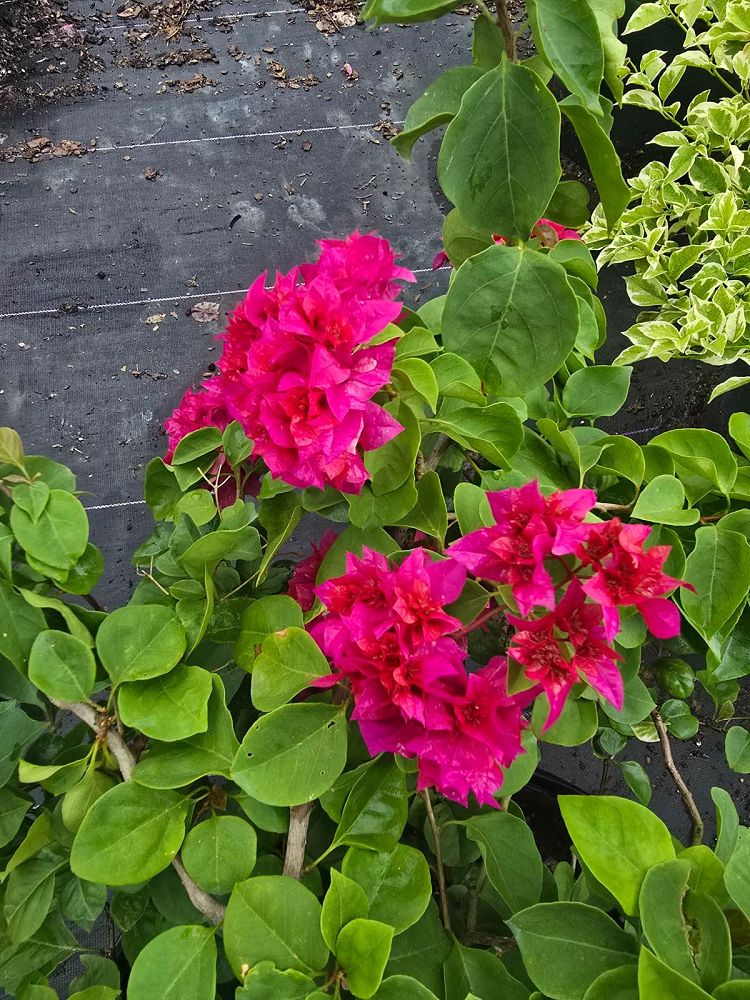 bougainvillea-mahara-magic-double-red