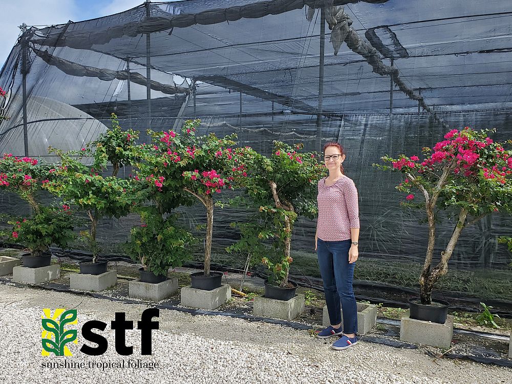 bougainvillea-miami-pink