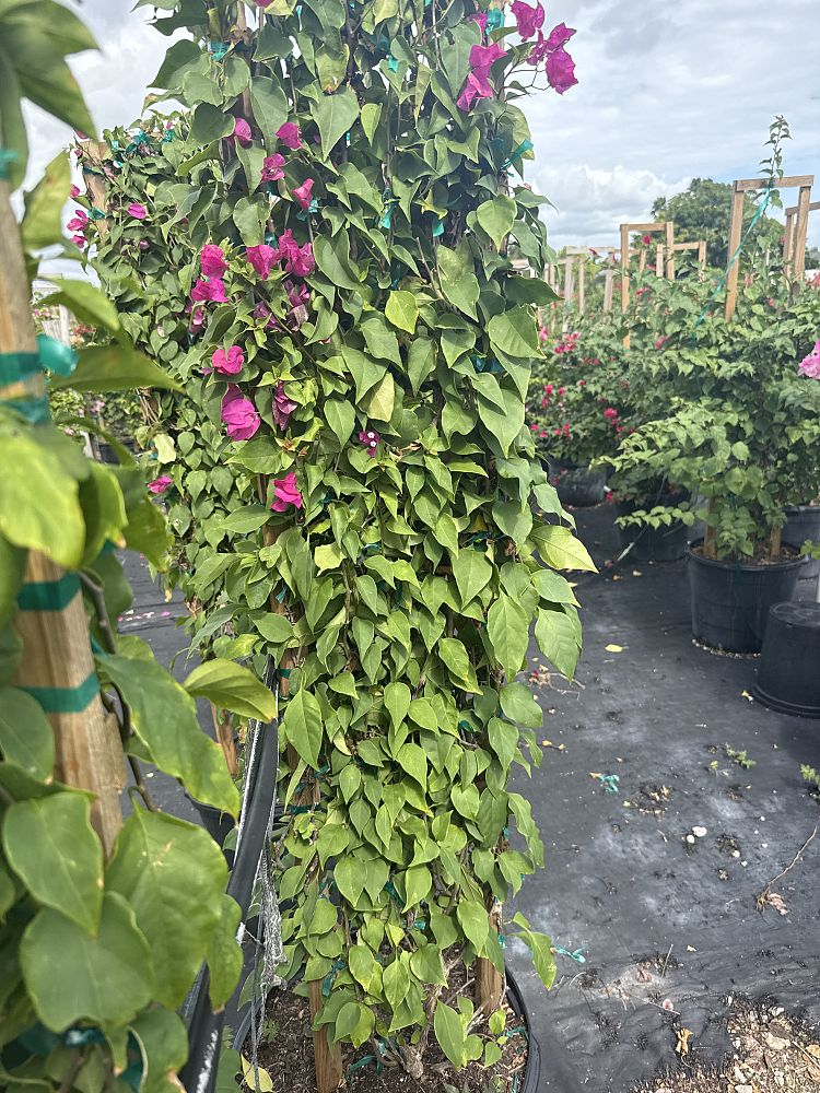 bougainvillea-miami-pink