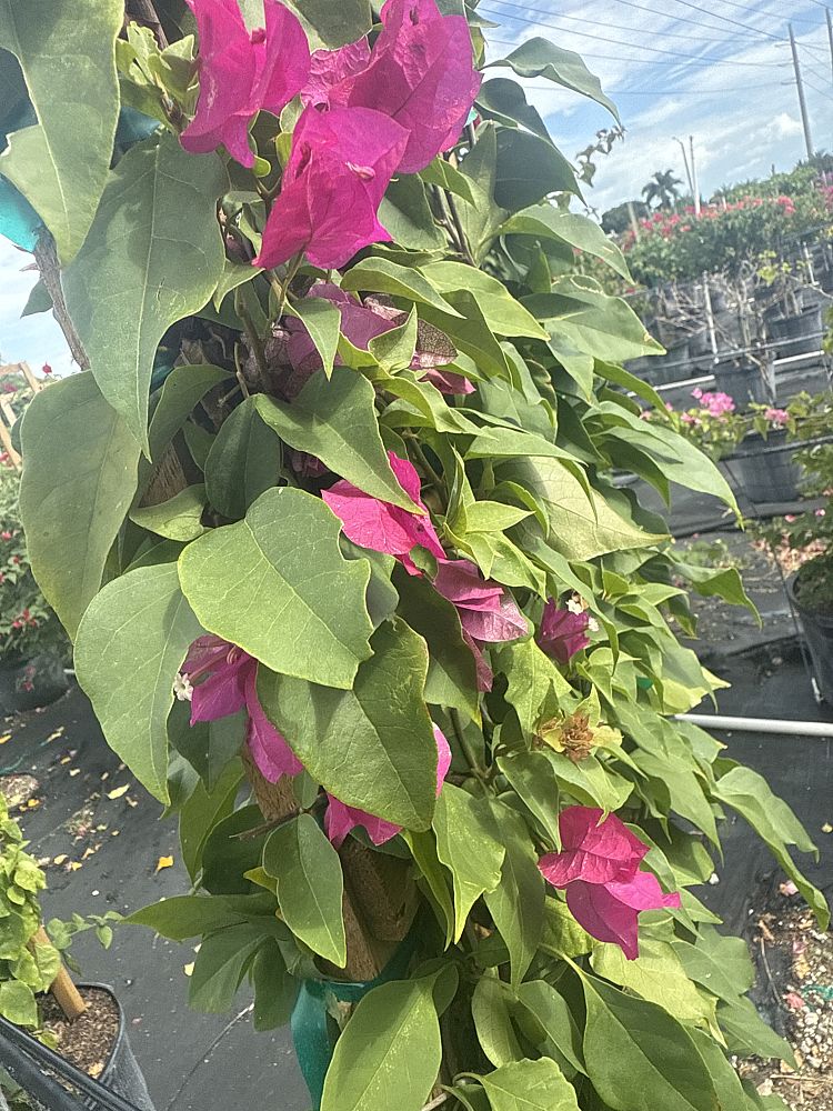 bougainvillea-miami-pink