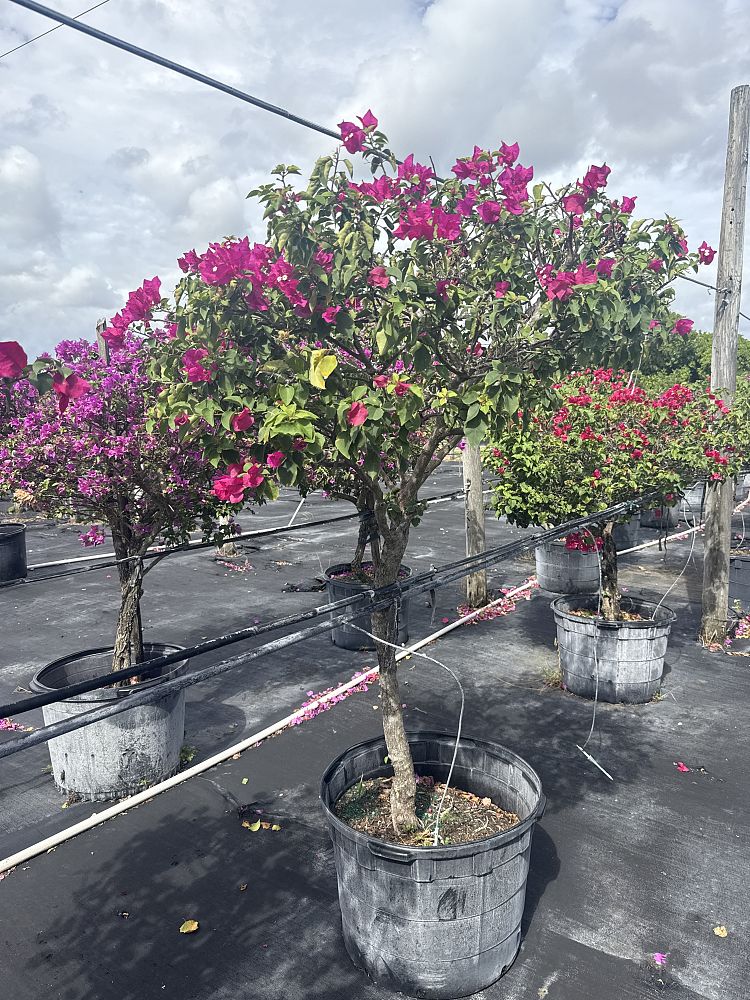 bougainvillea-miami-pink