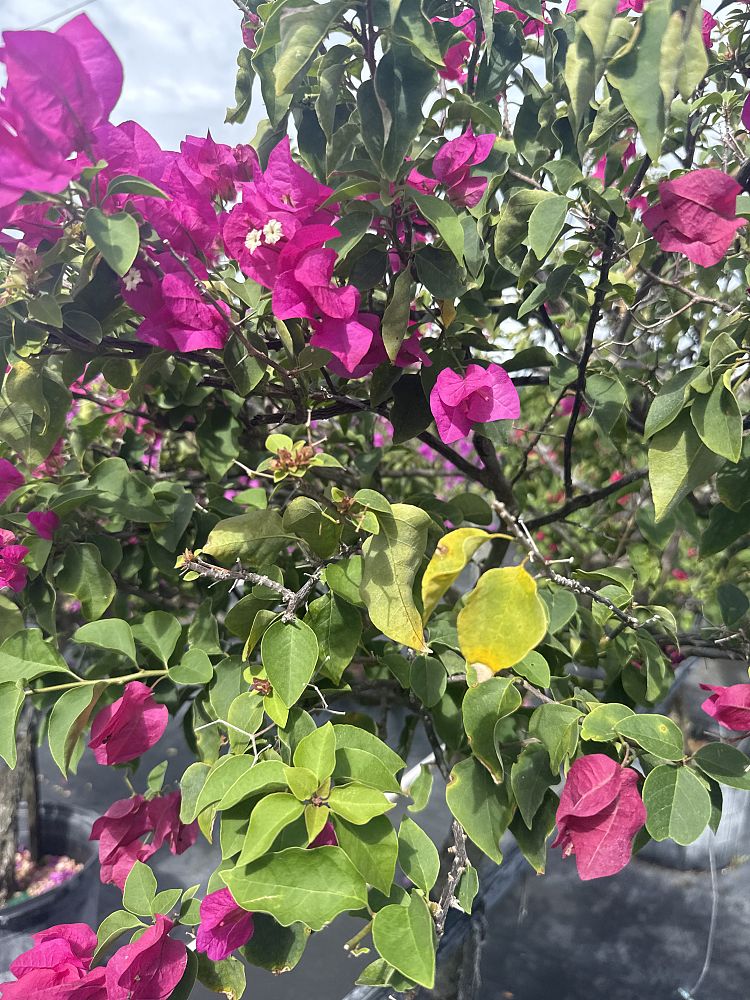bougainvillea-miami-pink