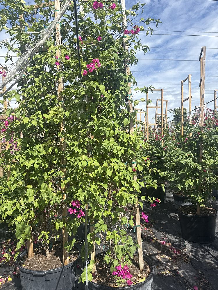 bougainvillea-miami-pink