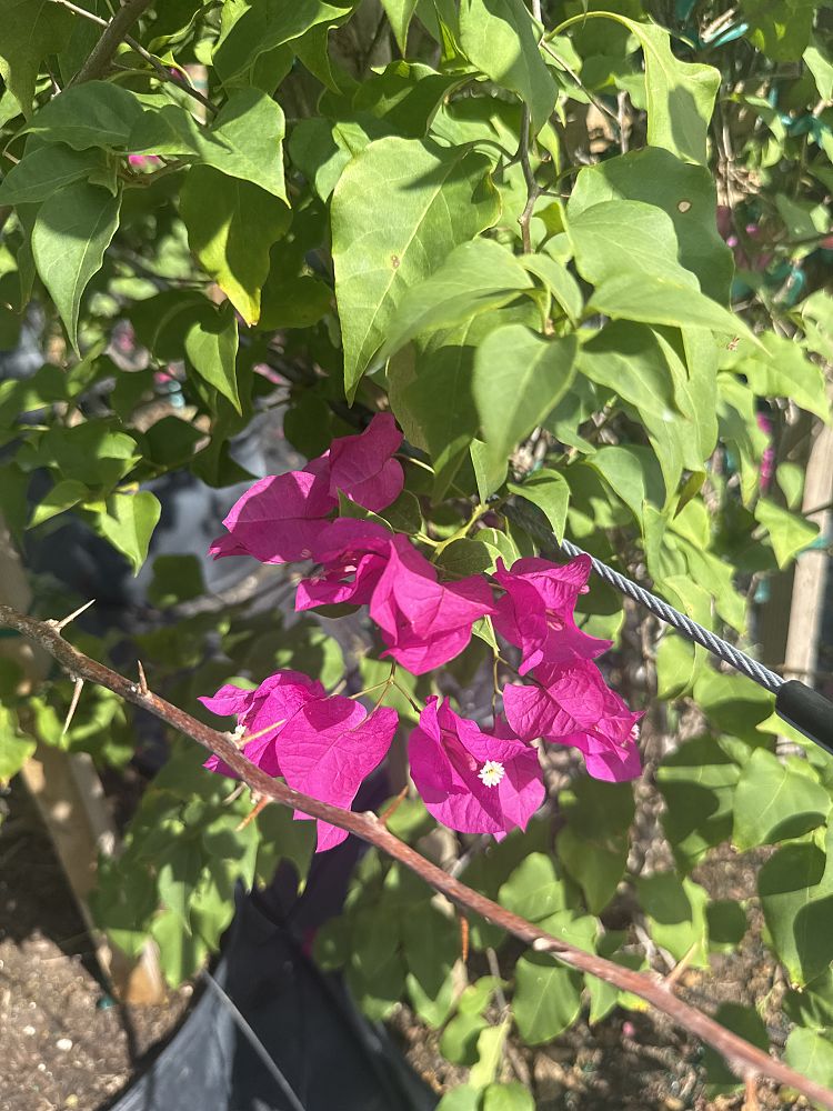 bougainvillea-miami-pink