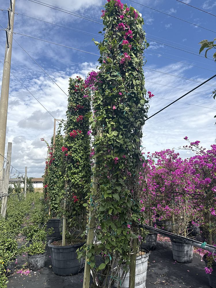 bougainvillea-miami-pink