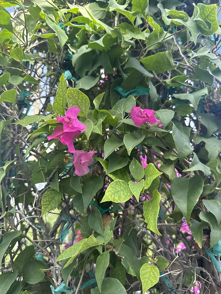 bougainvillea-miami-pink