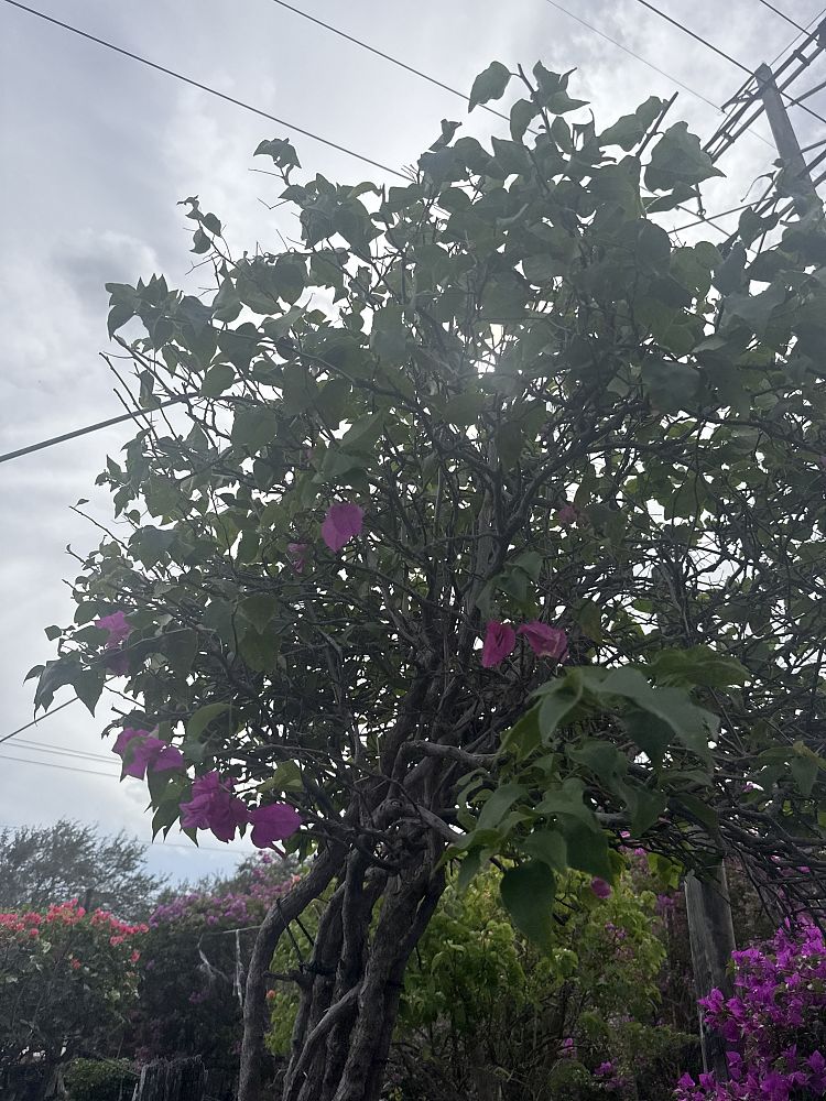 bougainvillea-miami-pink