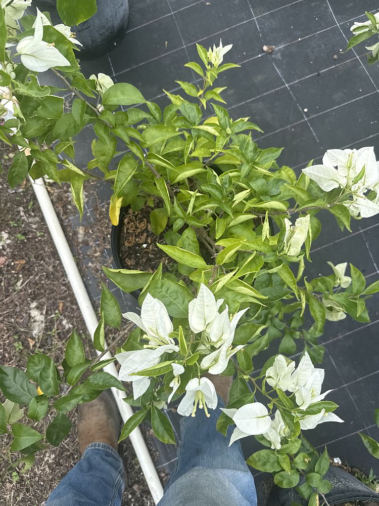 bougainvillea-ms-alice