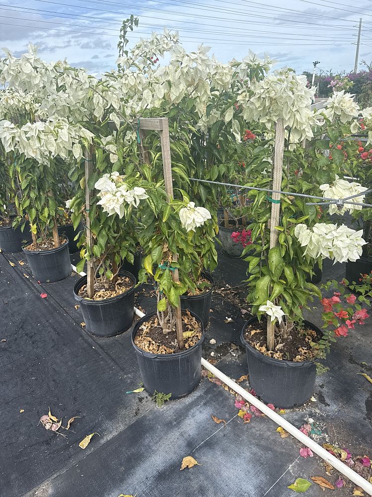 bougainvillea-ms-alice