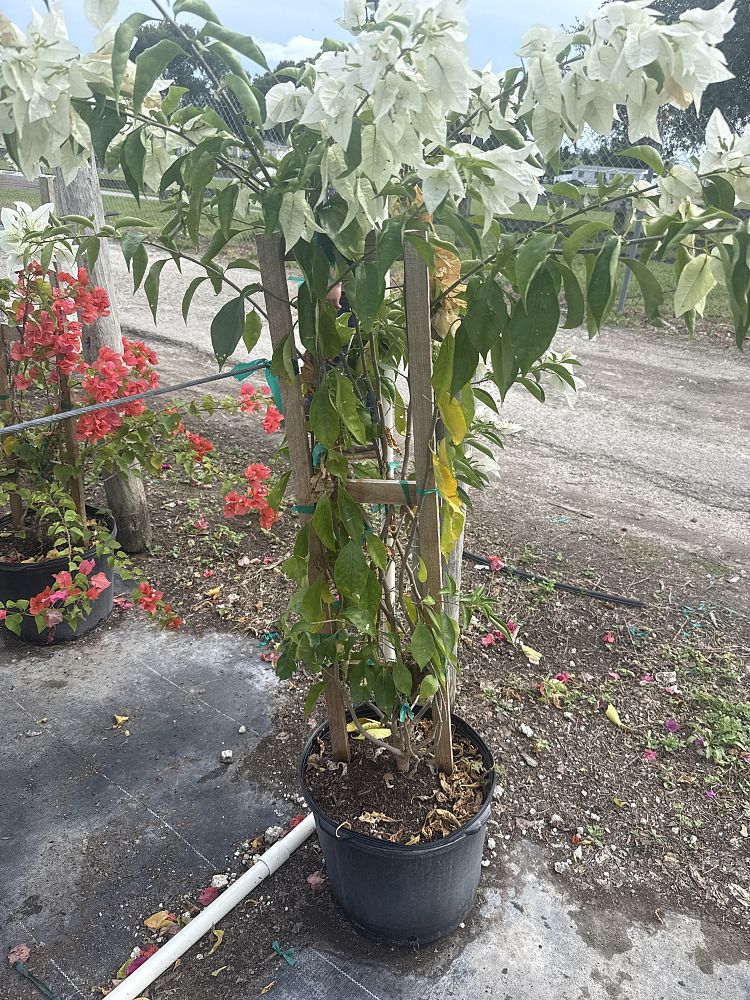 bougainvillea-ms-alice
