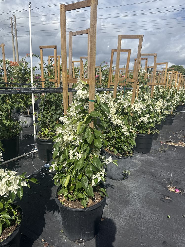 bougainvillea-ms-alice