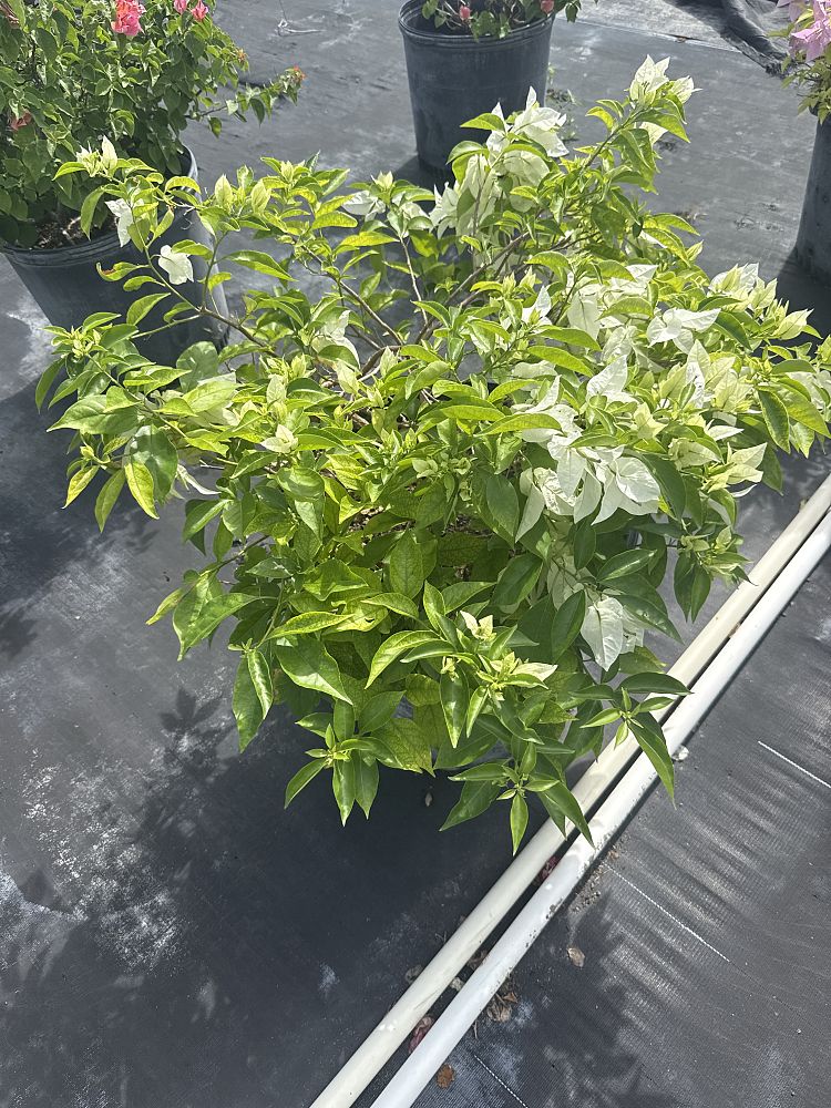 bougainvillea-ms-alice