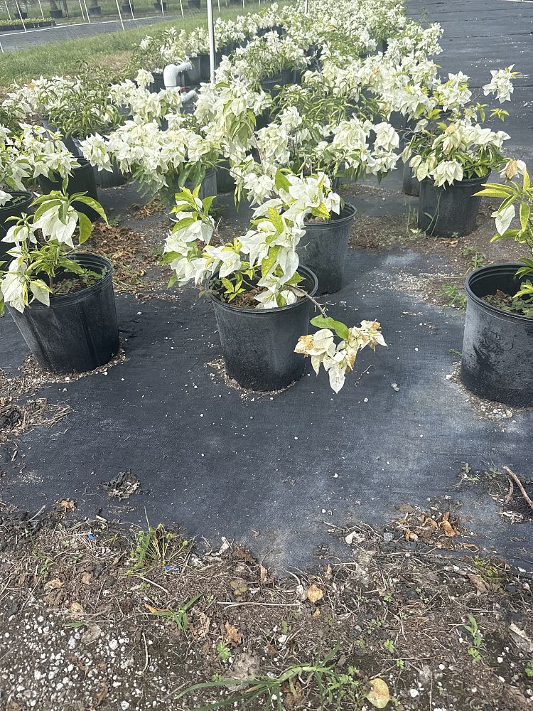 bougainvillea-ms-alice