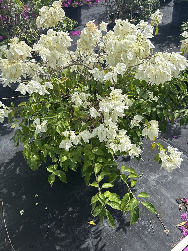 bougainvillea-ms-alice