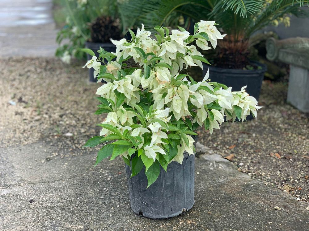 bougainvillea-ms-alice-thornless-white-bougainvillea-singapore-white