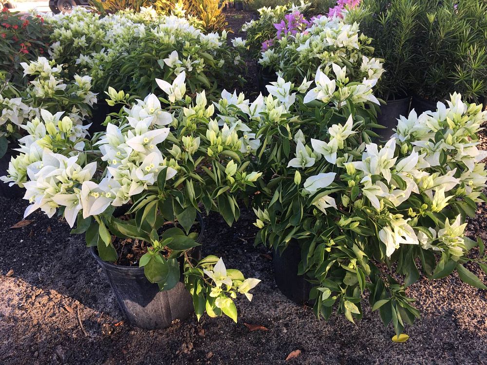 bougainvillea-ms-alice-thornless-white-bougainvillea-singapore-white