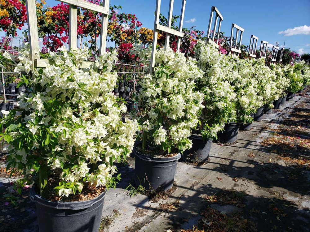 bougainvillea-ms-alice-thornless-white-bougainvillea-singapore-white