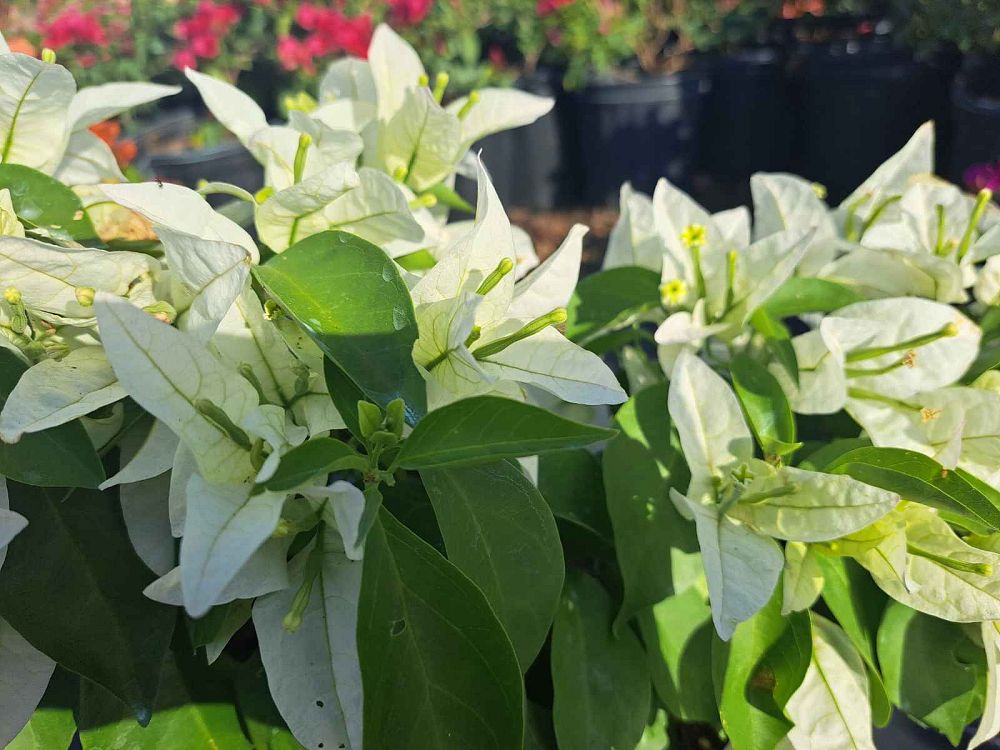 bougainvillea-ms-alice-thornless-white-bougainvillea-singapore-white