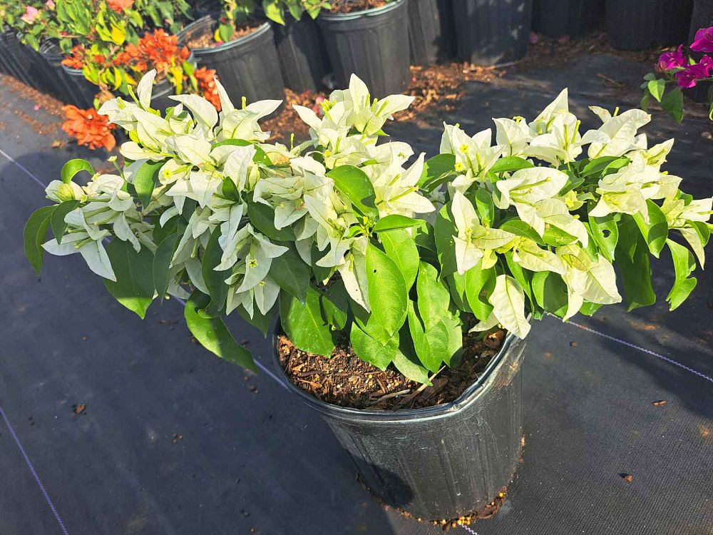 bougainvillea-ms-alice-thornless-white-bougainvillea-singapore-white