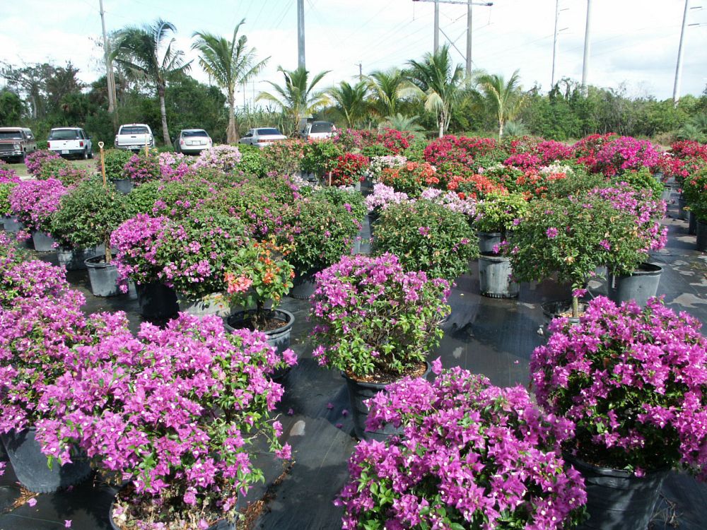 bougainvillea-new-river