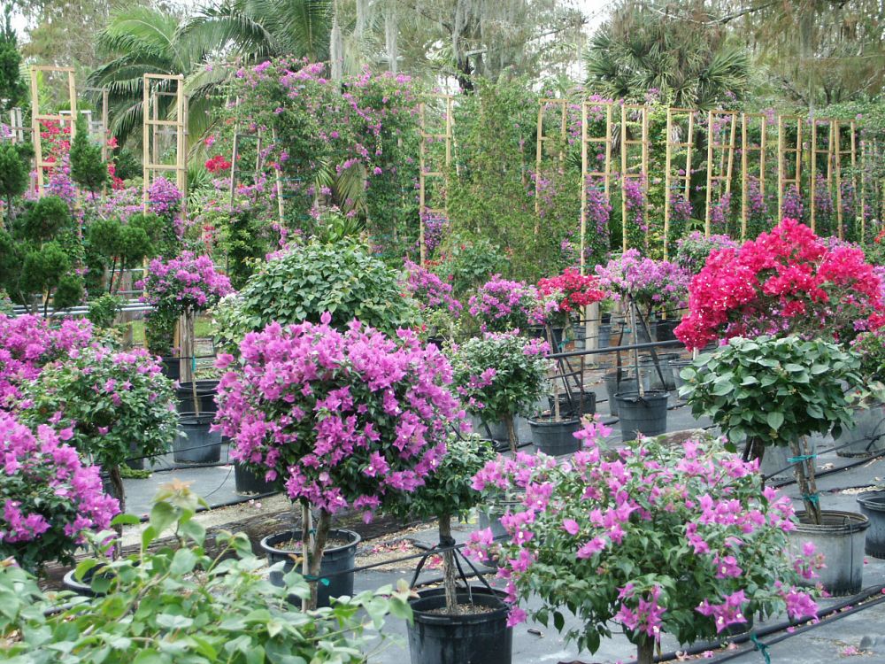 bougainvillea-new-river