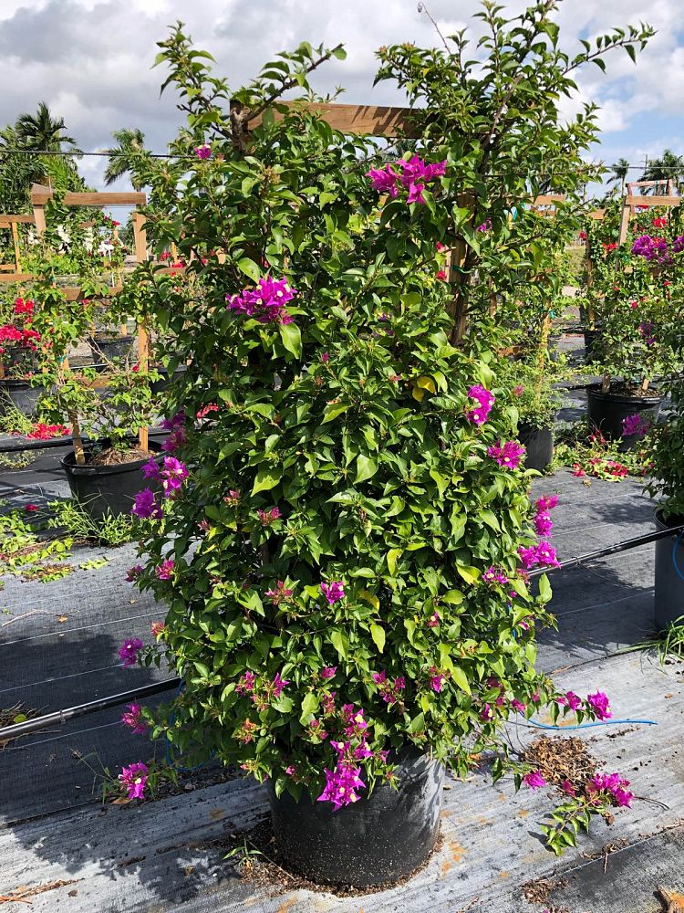 bougainvillea-new-river