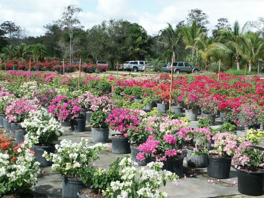 bougainvillea-new-river